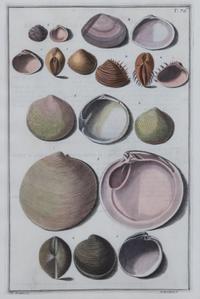 A Set of Four Italian Hand-Colored Shell Engravings