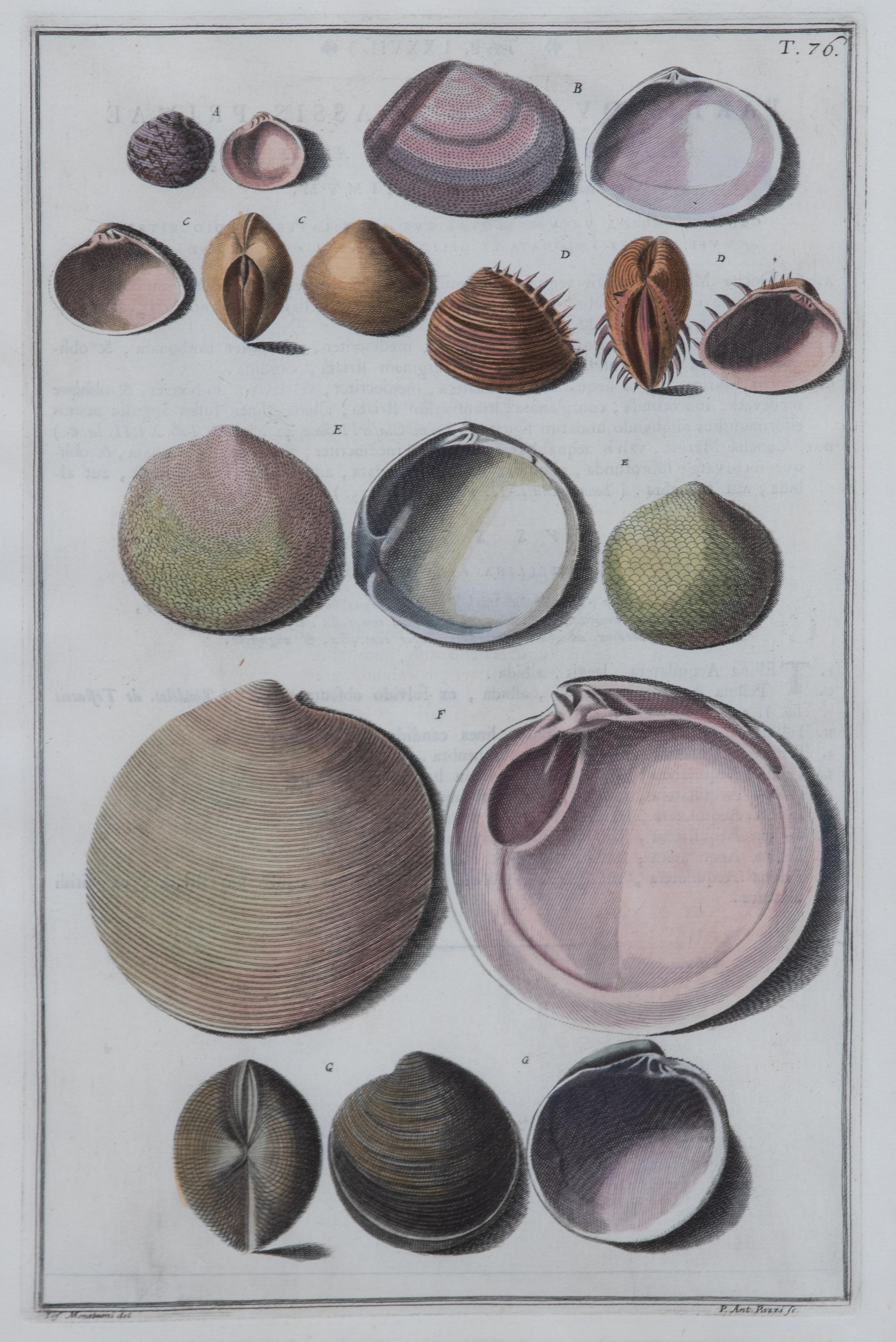 A Set of Four Italian Hand-Colored Shell Engravings