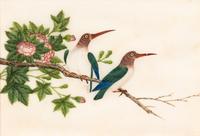 A Collection of Twelve Chinese Export Pith Paintings