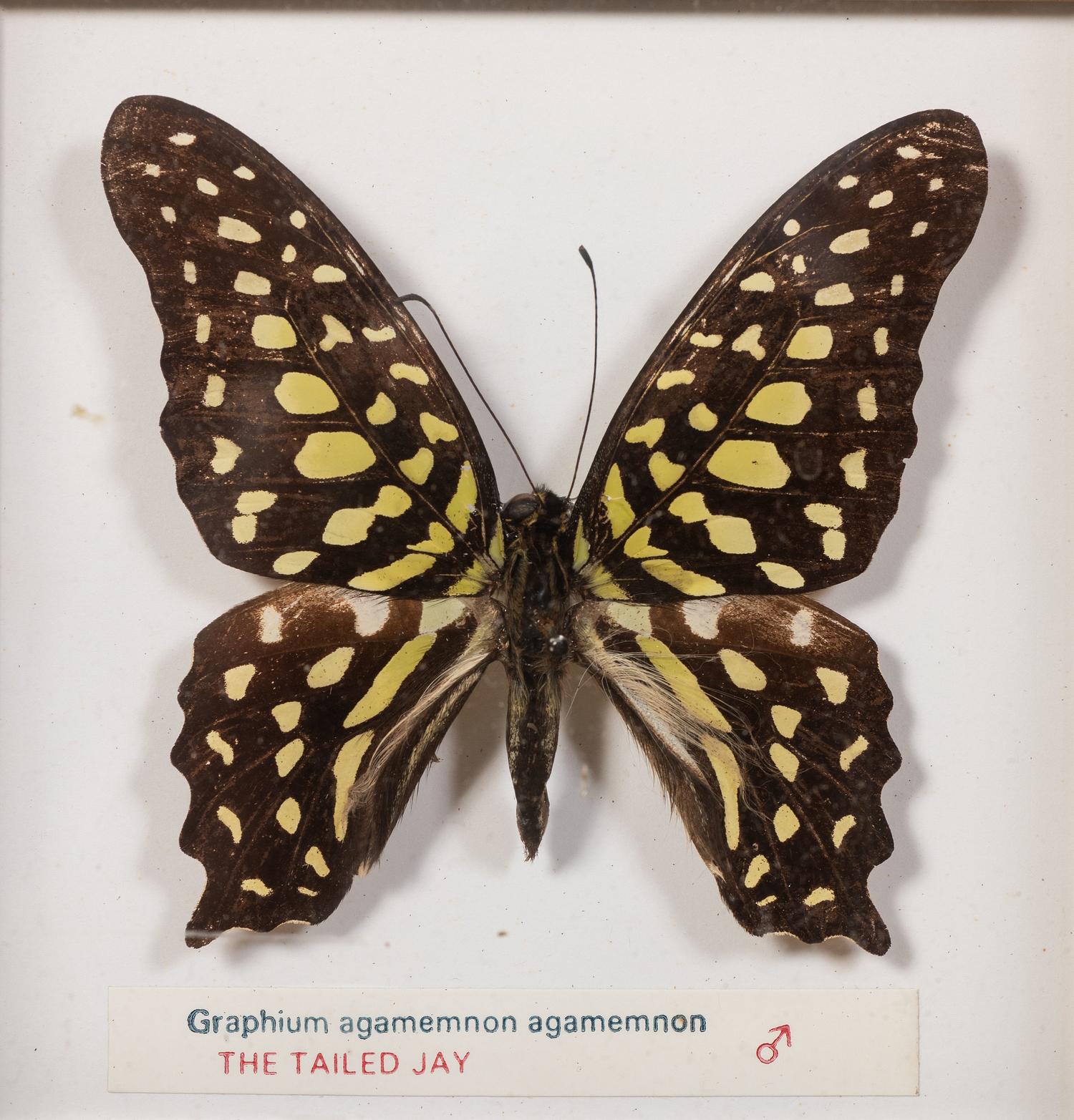 Thirty-One Framed Lepidopterological Specimens
