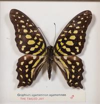 Thirty-One Framed Lepidopterological Specimens