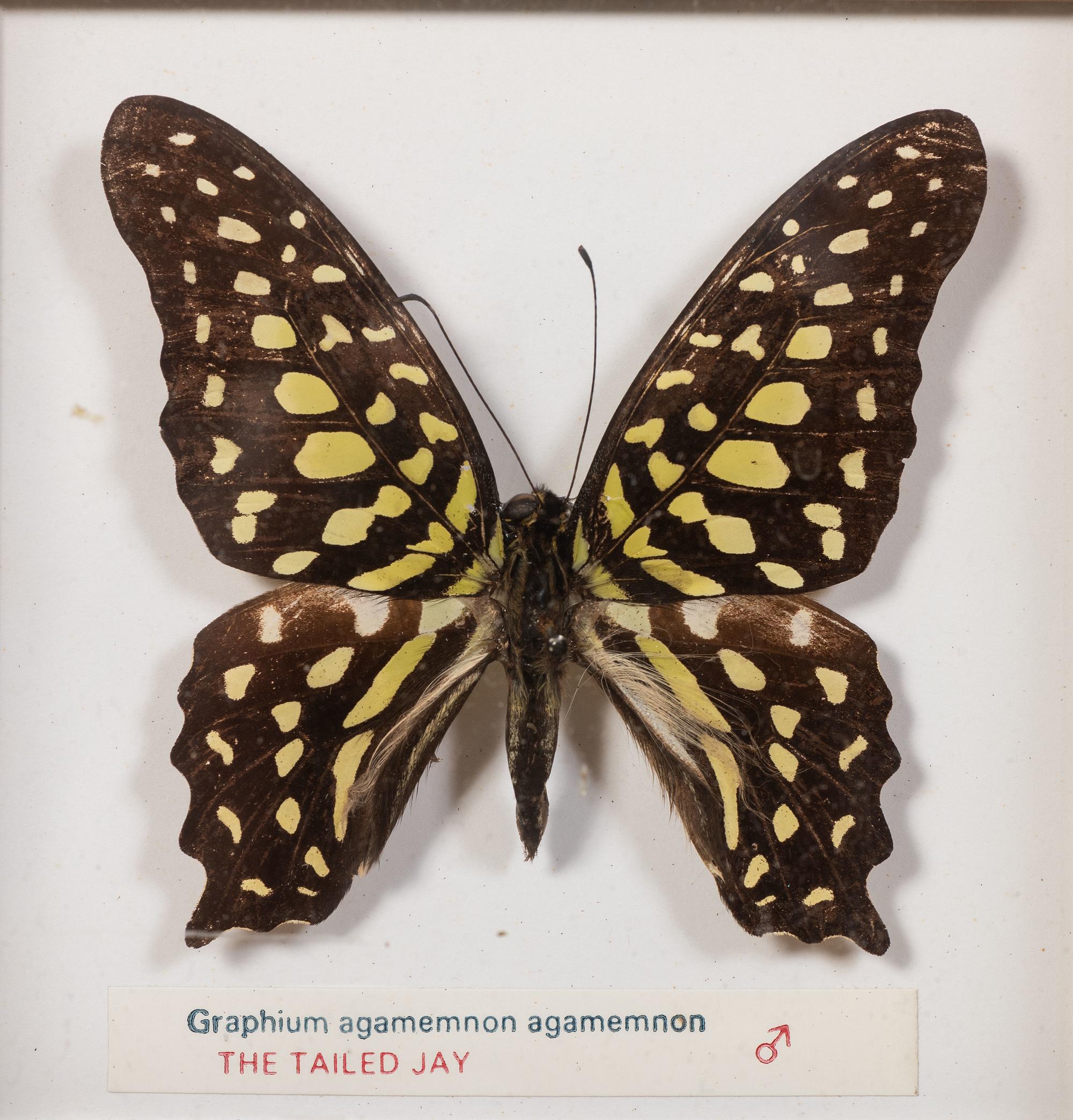 Thirty-One Framed Lepidopterological Specimens