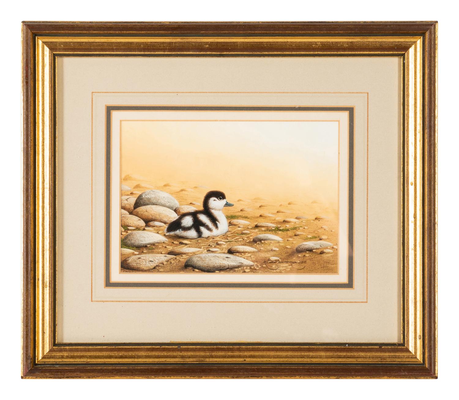 Shelduck Chick