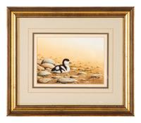 Shelduck Chick