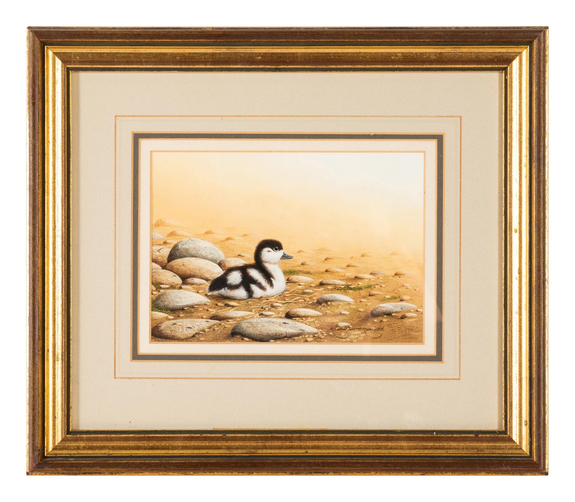 Shelduck Chick