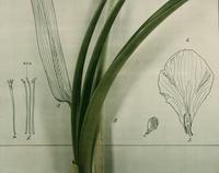 Five Still Lifes (portfolio of five prints with clamshell box)