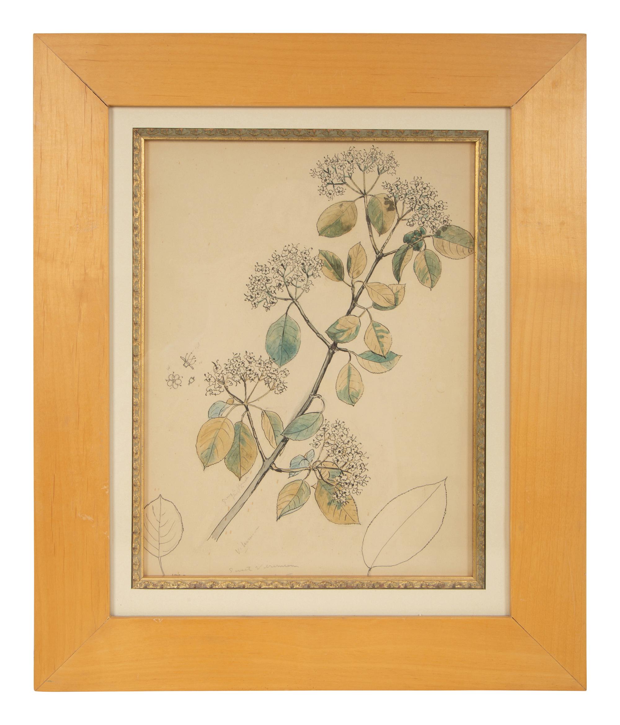 Eighteen Botanical Watercolors