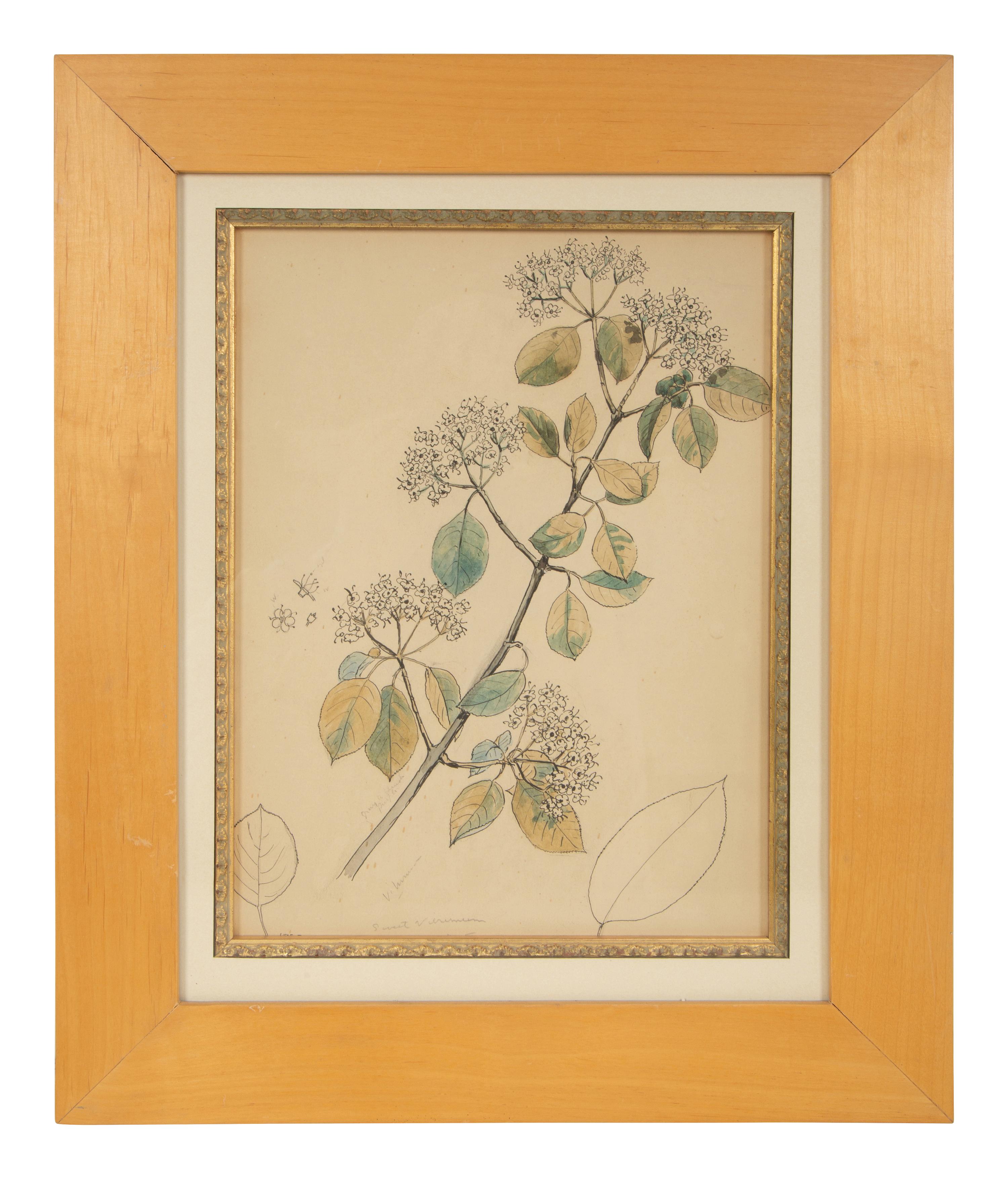 Eighteen Botanical Watercolors