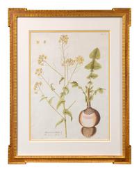 A Set of Four Framed Hand-Colored Botanical Engravings