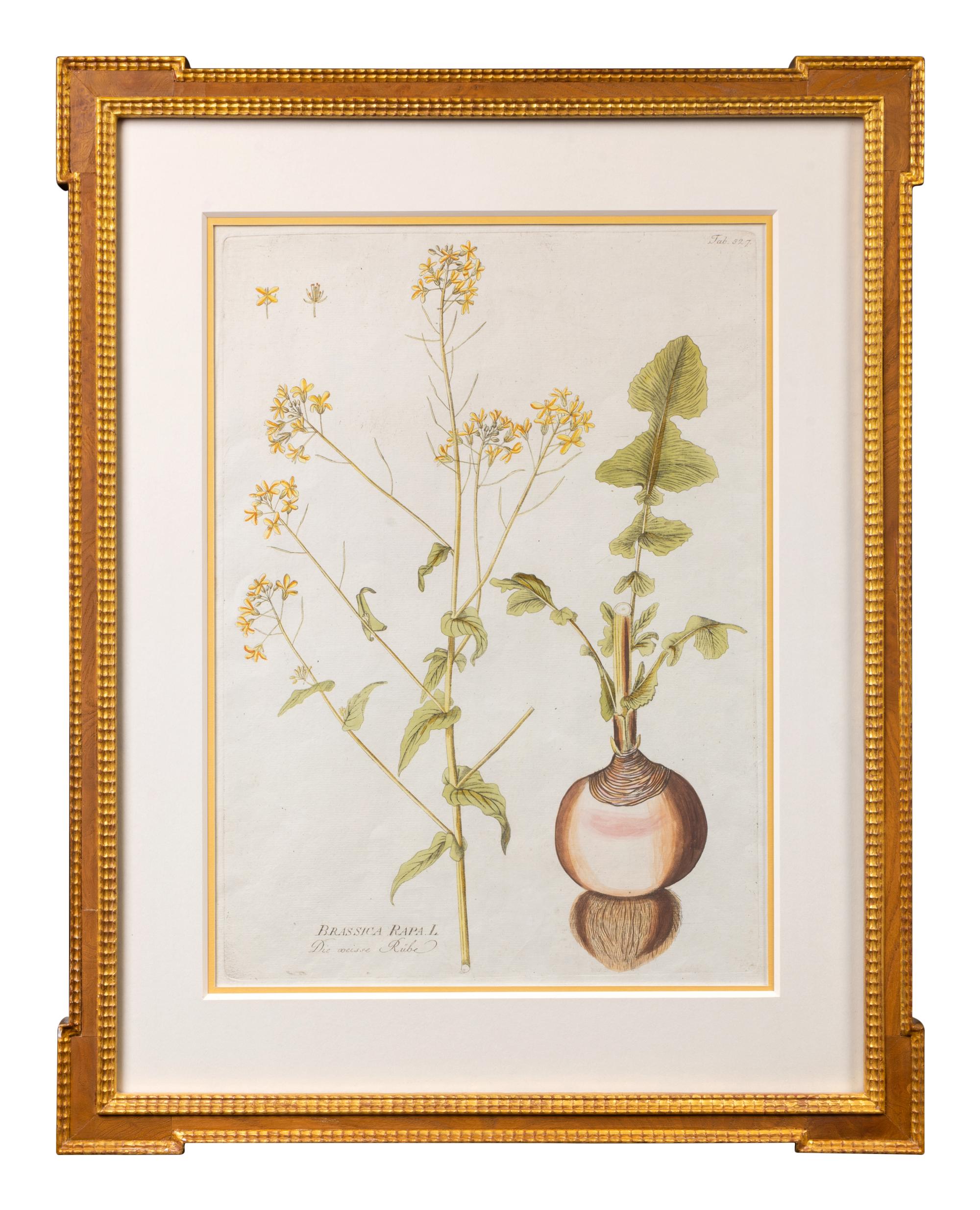 A Set of Four Framed Hand-Colored Botanical Engravings