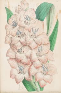 Four Hand-Colored Botanical Lithographs by James Andrews (British, 1801-1876) and an Associated Bigarreau Print
