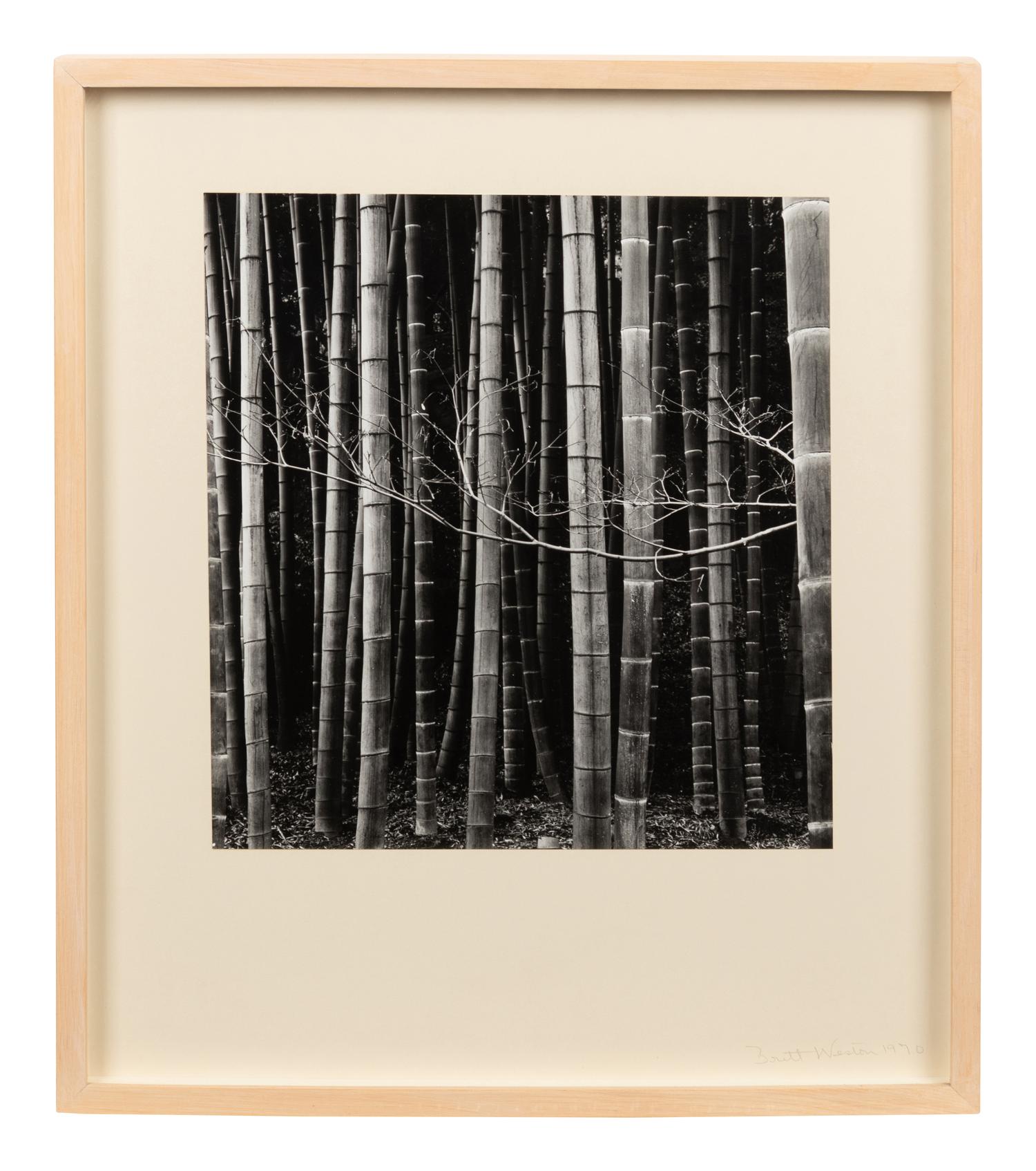 Bamboo Forest