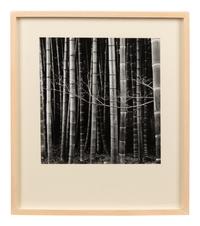 Bamboo Forest