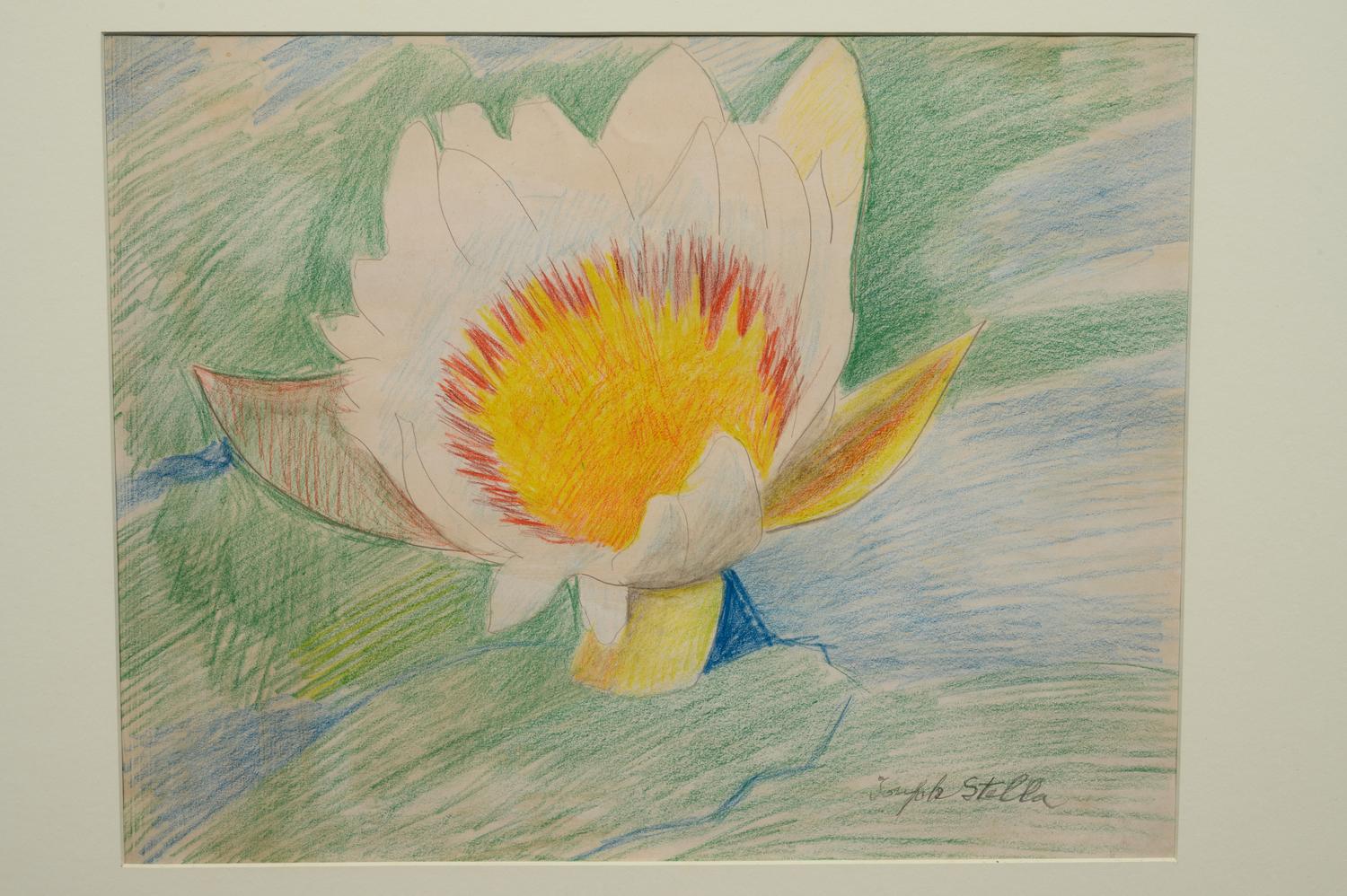 Waterlily