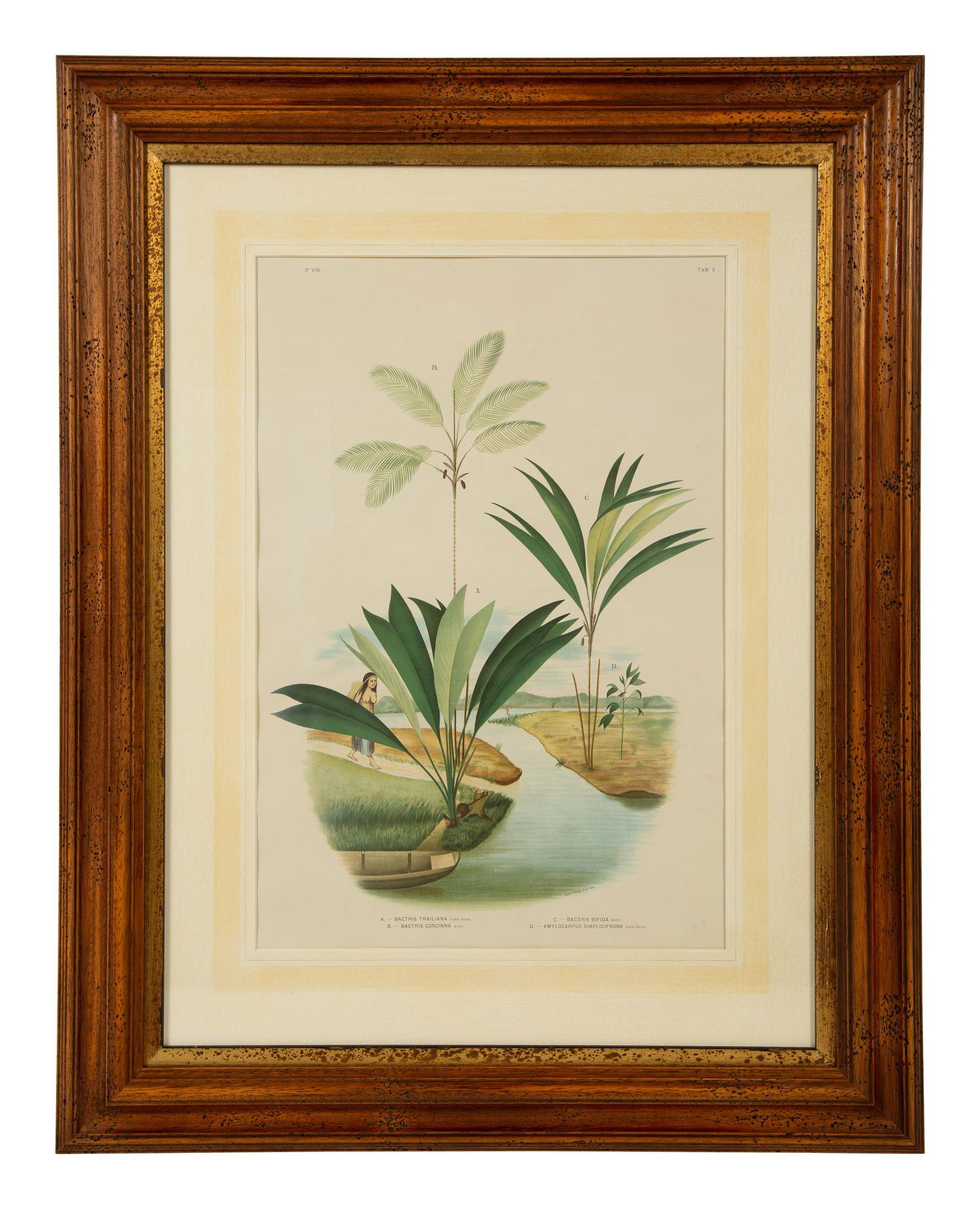 Bactria Constanciae, Astrocaryn Caudescens and Bactris Traillians, Bactric Concinnam, Bactria Bifida, and Amylocarpus Simplifrans, 1903
