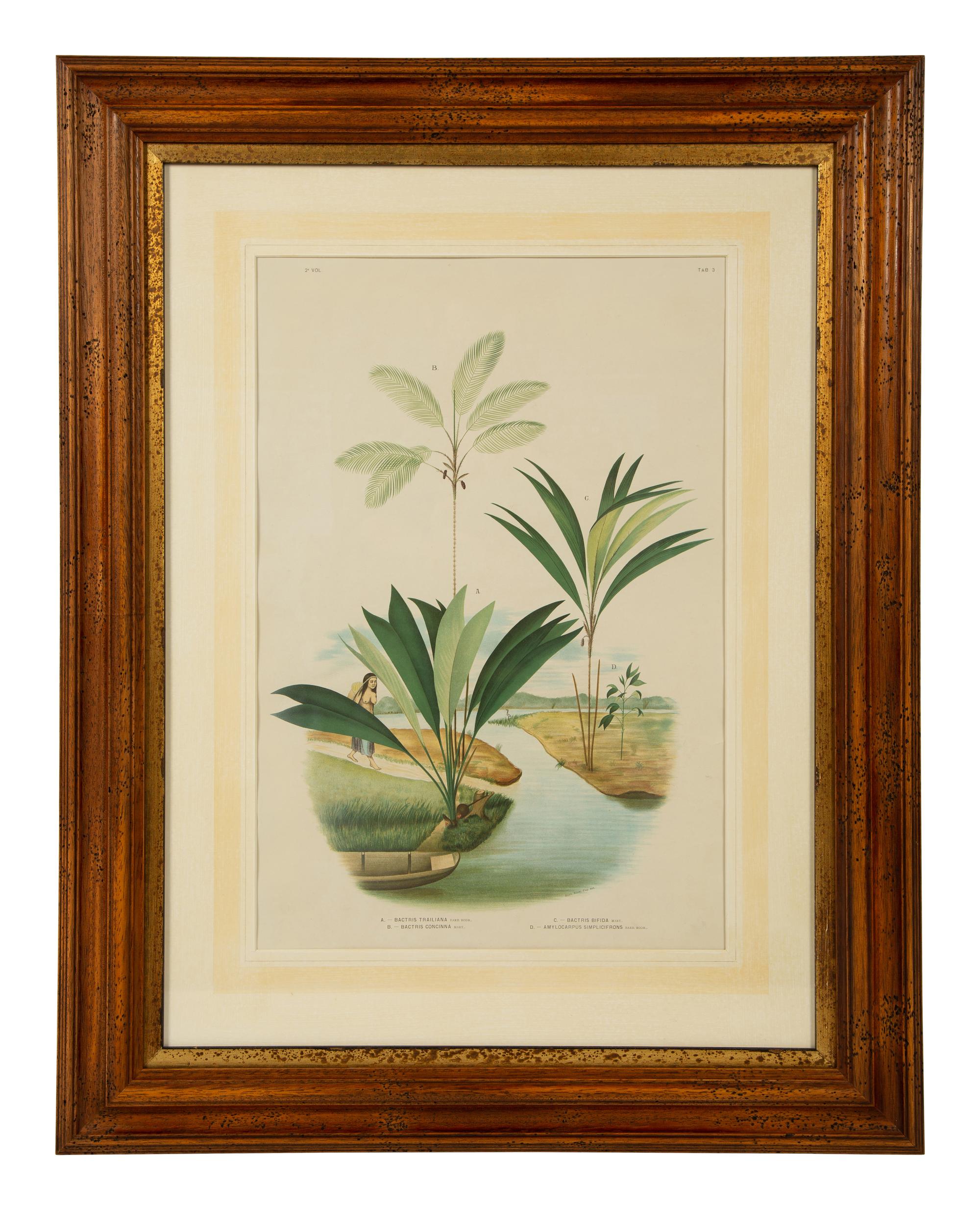 Bactria Constanciae, Astrocaryn Caudescens and Bactris Traillians, Bactric Concinnam, Bactria Bifida, and Amylocarpus Simplifrans, 1903