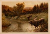 Three prints with text from the portfolio Sport or Fishing and Shooting (Henry Sandham, The Wapiti ; Edward Knobel, The Big-Horn; Henry Sandham , The Moose)