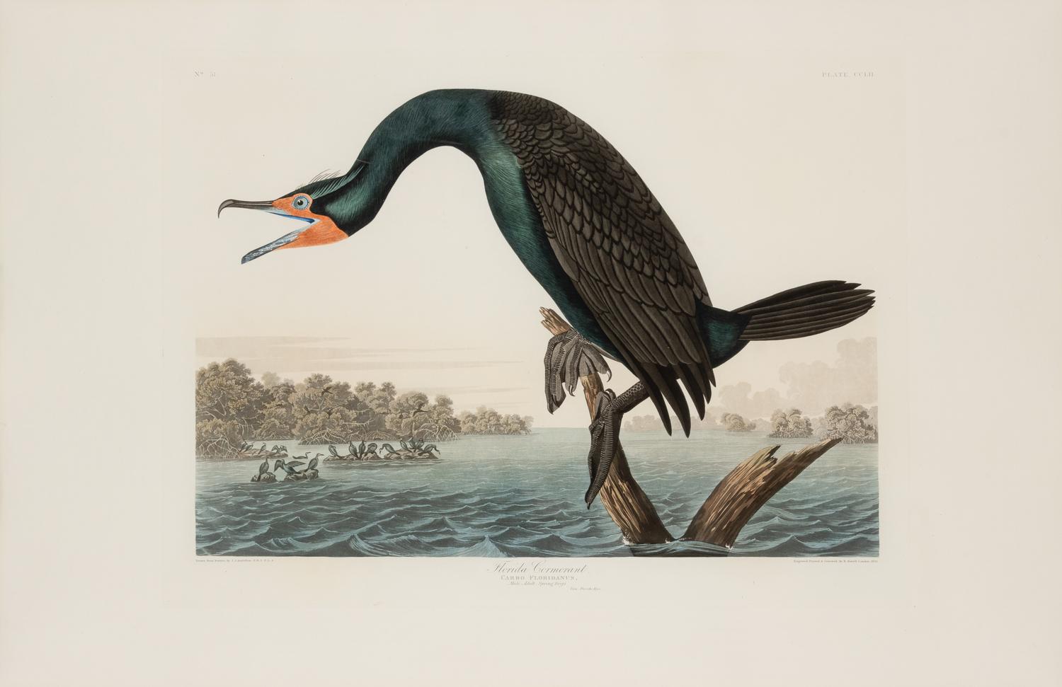 AUDUBON, John James (1785-1851)