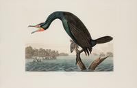 AUDUBON, John James (1785-1851)