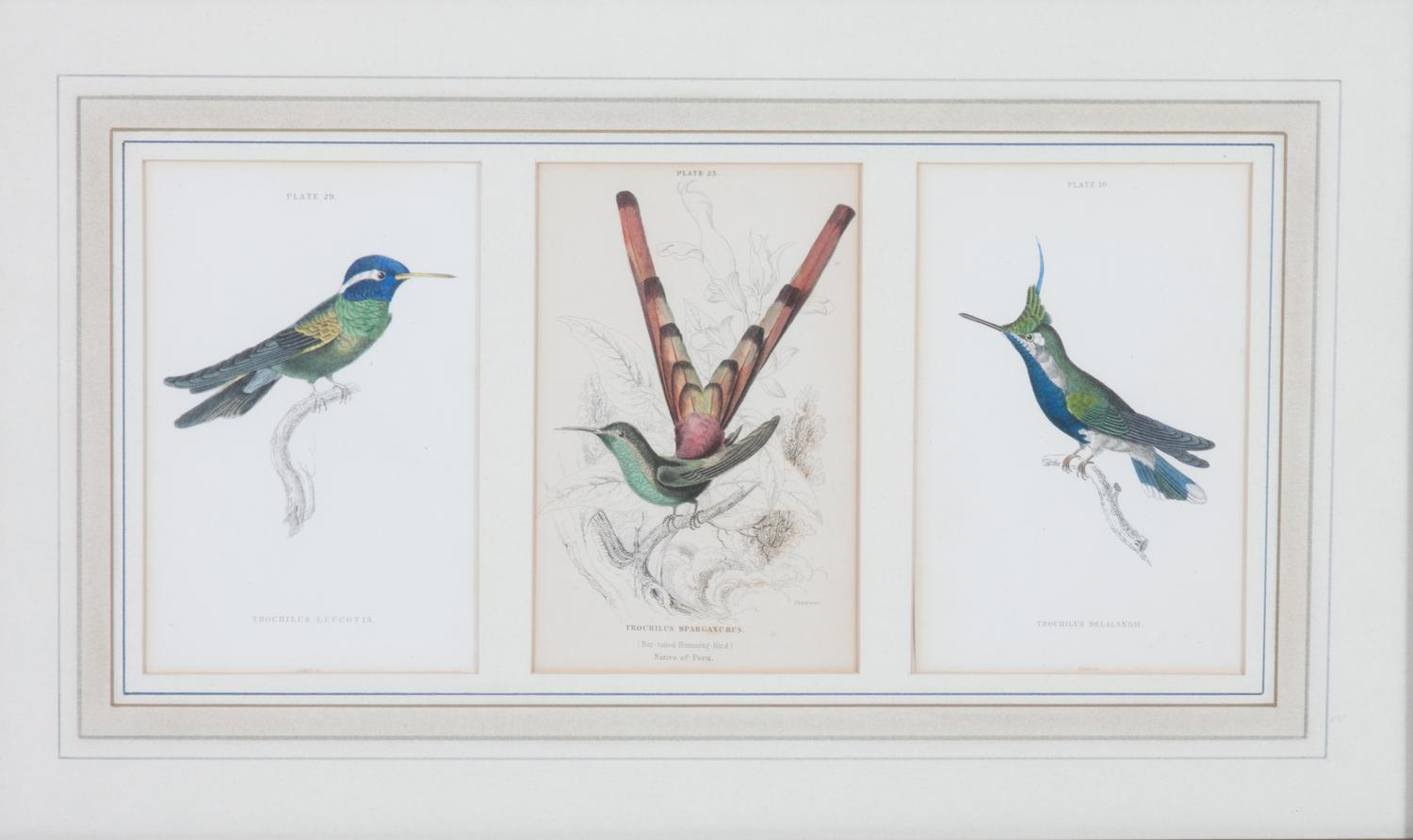 A Set of Seven Hand-colored Bird Engravings Height of largest frame 17 1/2 x width 8 1/2 inches. — After William Home Lizars, (Scottish, 1788-1859)
