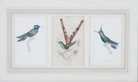 A Set of Seven Hand-colored Bird Engravings Height of largest frame 17 1/2 x width 8 1/2 inches. — After William Home Lizars, (Scottish, 1788-1859)