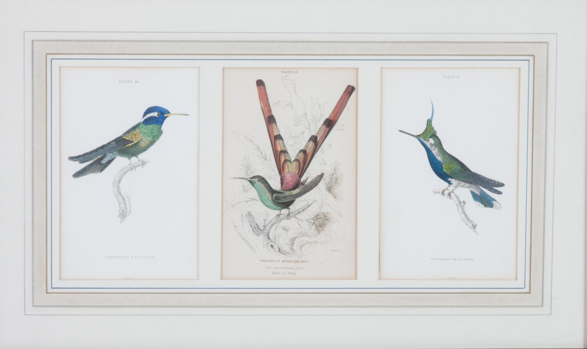 A Set of Seven Hand-colored Bird Engravings Height of largest frame 17 1/2 x width 8 1/2 inches. — After William Home Lizars, (Scottish, 1788-1859)