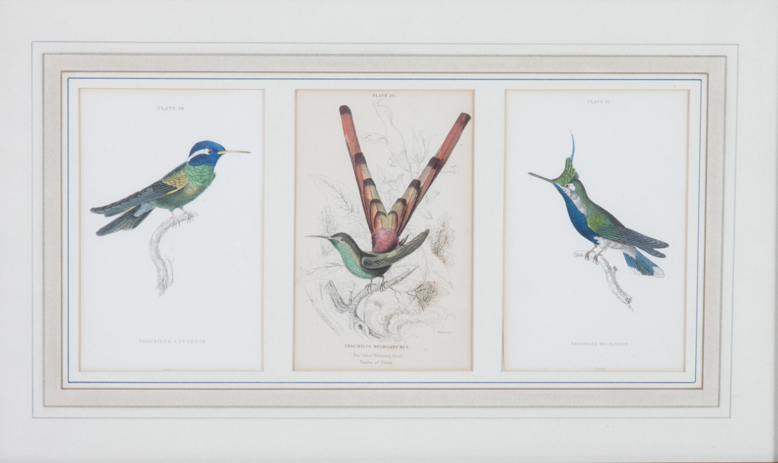A Set of Seven Hand-colored Bird Engravings Height of largest frame 17 1/2 x width 8 1/2 inches. — After William Home Lizars, (Scottish, 1788-1859)