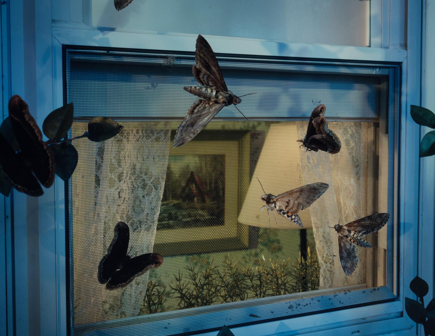 Untitled (Insect Window ), 1994