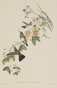 A Group of Three Prints