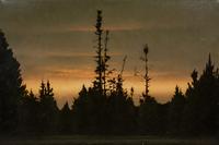 Pines at Dusk