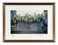 Wisteria, Paris