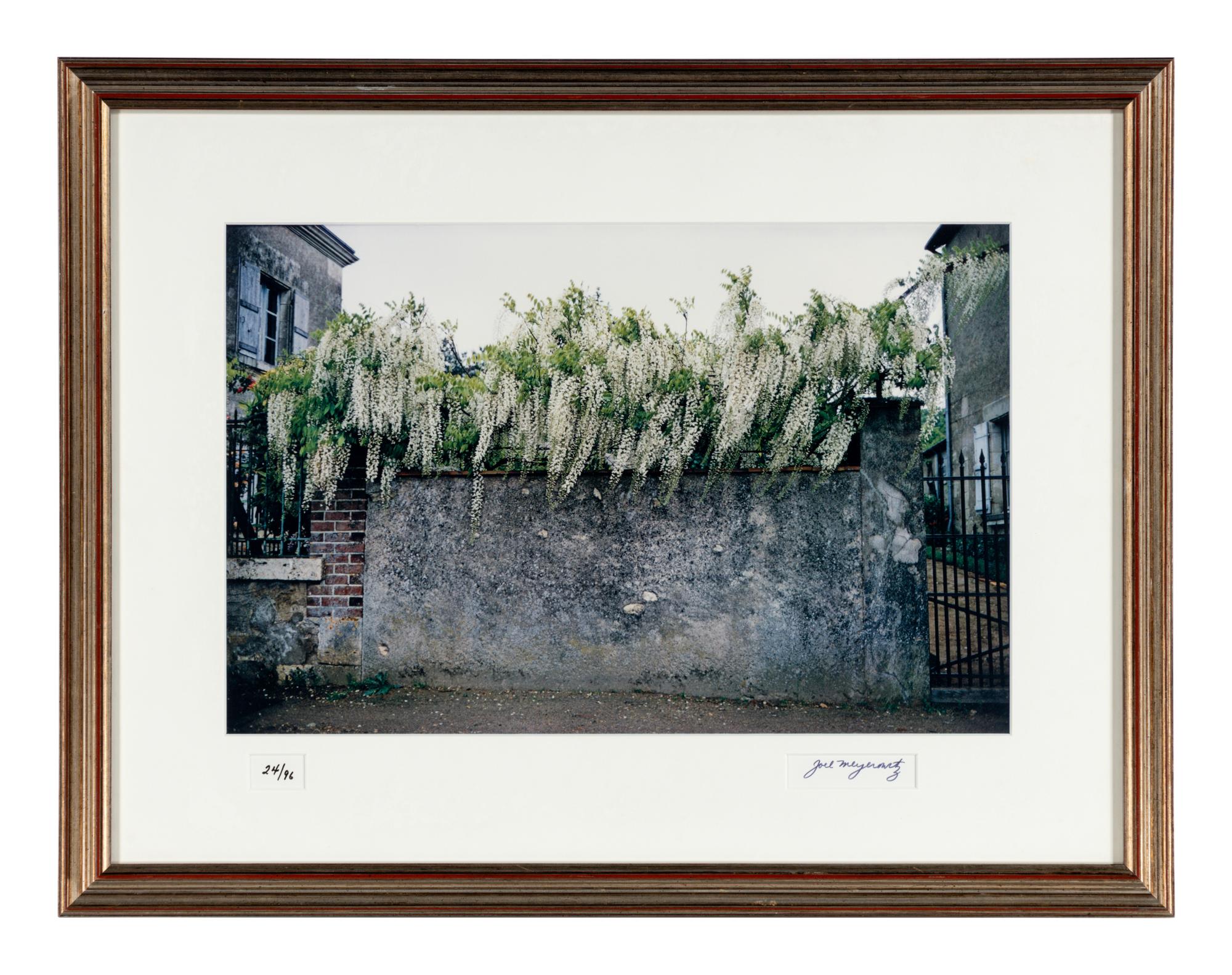 Wisteria, Paris