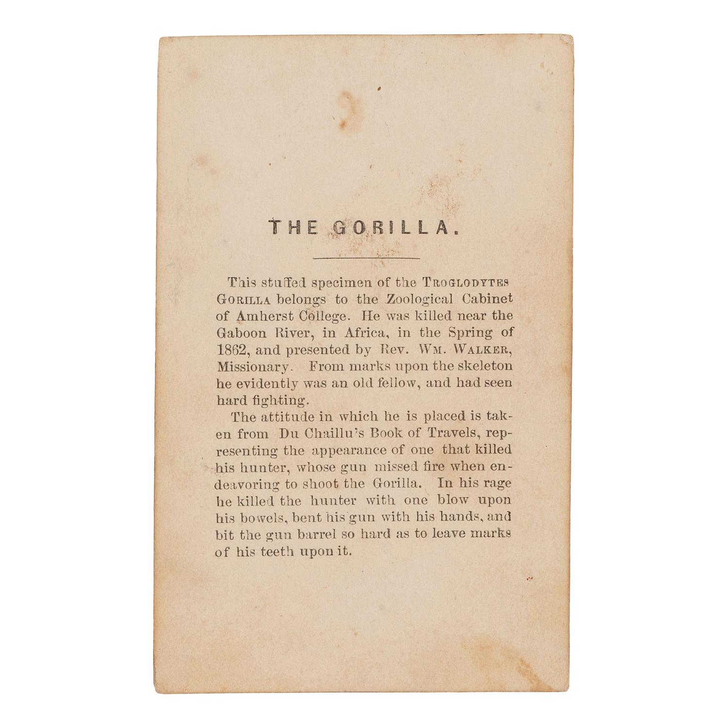 [EARLY PHOTOGRAPHY]. Curious CDV of "The Gorilla" holding bent rifle. [Amherst, Massachusetts]: [J.L. Lovell], [ca 1860s].