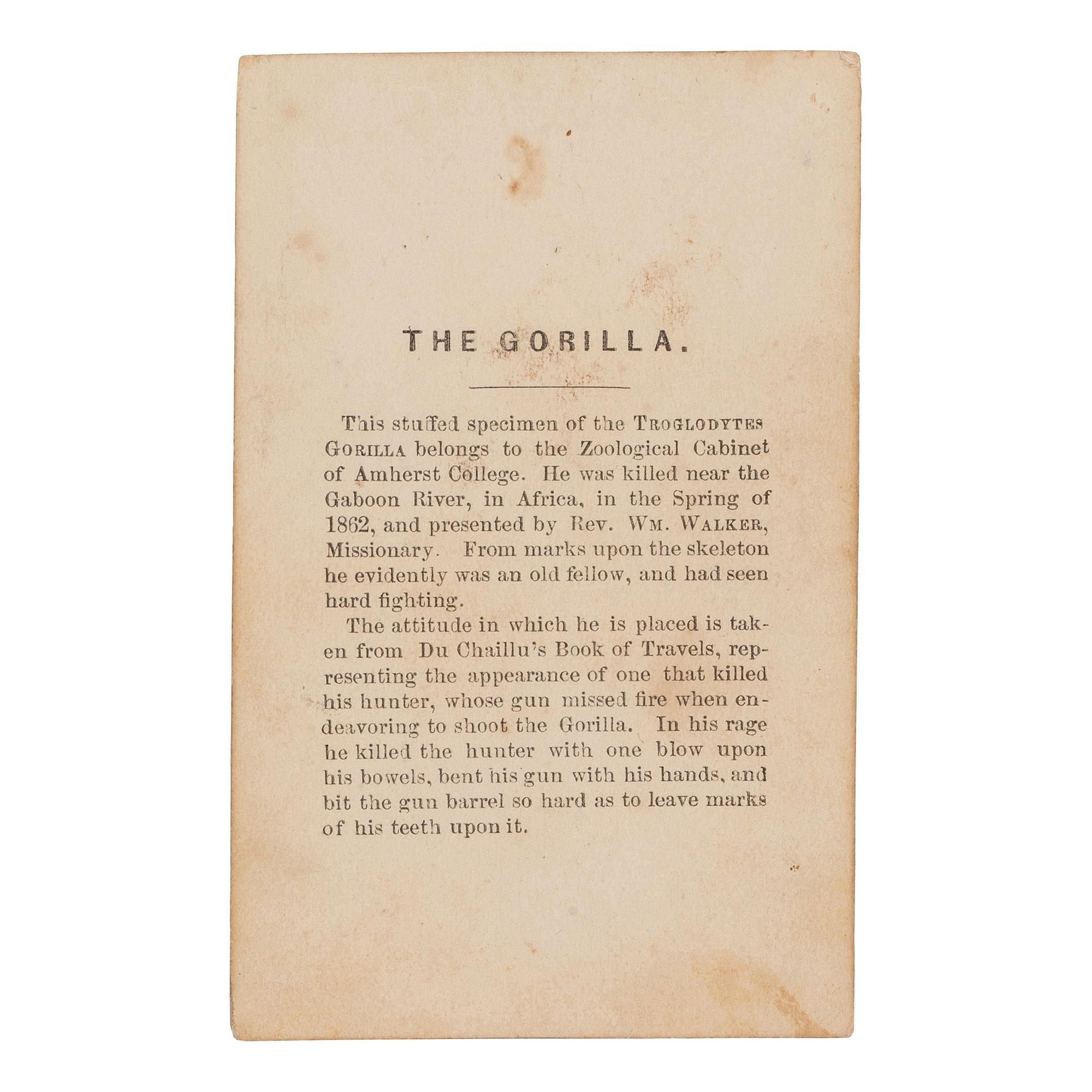 [EARLY PHOTOGRAPHY]. Curious CDV of "The Gorilla" holding bent rifle. [Amherst, Massachusetts]: [J.L. Lovell], [ca 1860s].