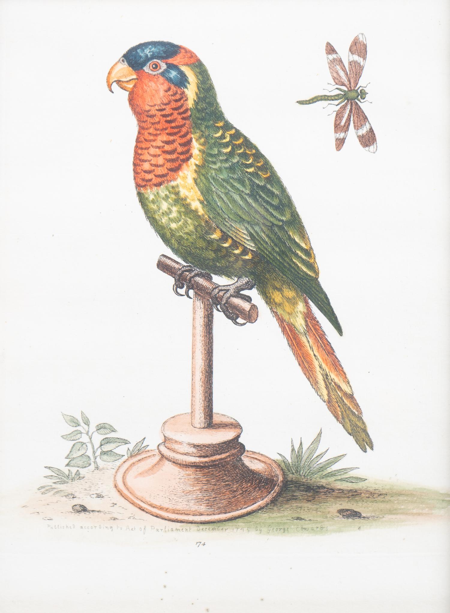 A Set of Eight Hand-Colored Engravings After George Edwards (British, 1694-1773) — LATE 19TH CENTURY