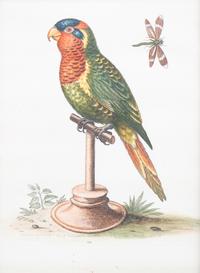 A Set of Eight Hand-Colored Engravings After George Edwards (British, 1694-1773) — LATE 19TH CENTURY