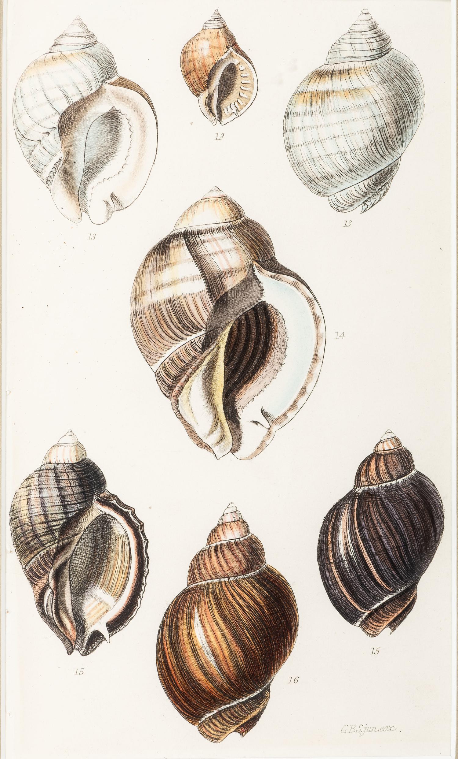 Thirteen Hand-Colored Shell Engravings