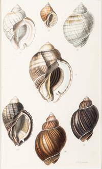 Thirteen Hand-Colored Shell Engravings