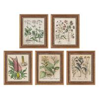 A Group of Five Framed Hand-Colored Botanical Engravings