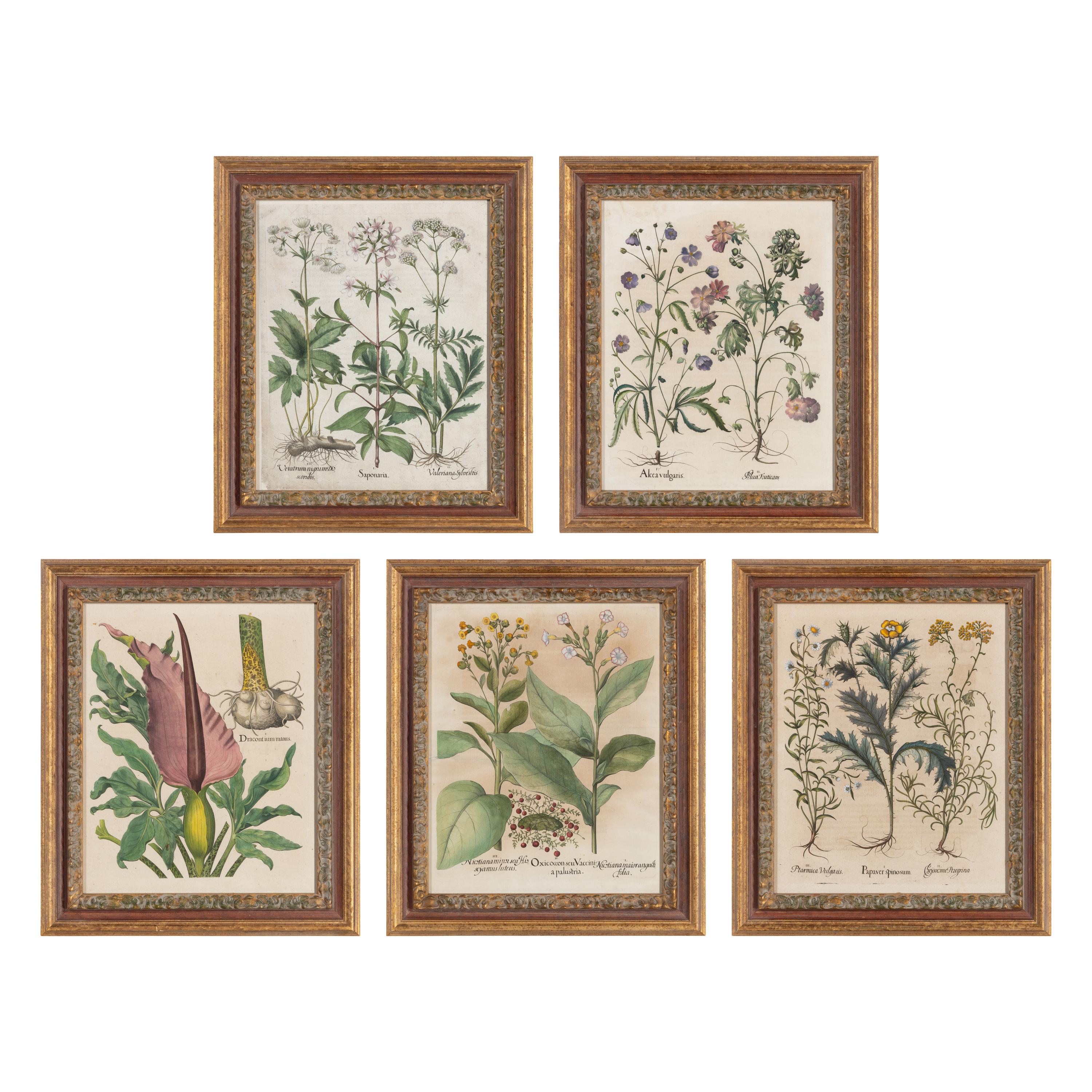 A Group of Five Framed Hand-Colored Botanical Engravings