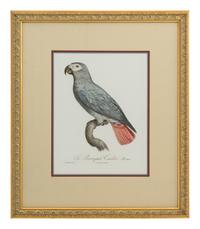 A Set of Five John Gould Naturalist Prints and an Associated Parrot Print