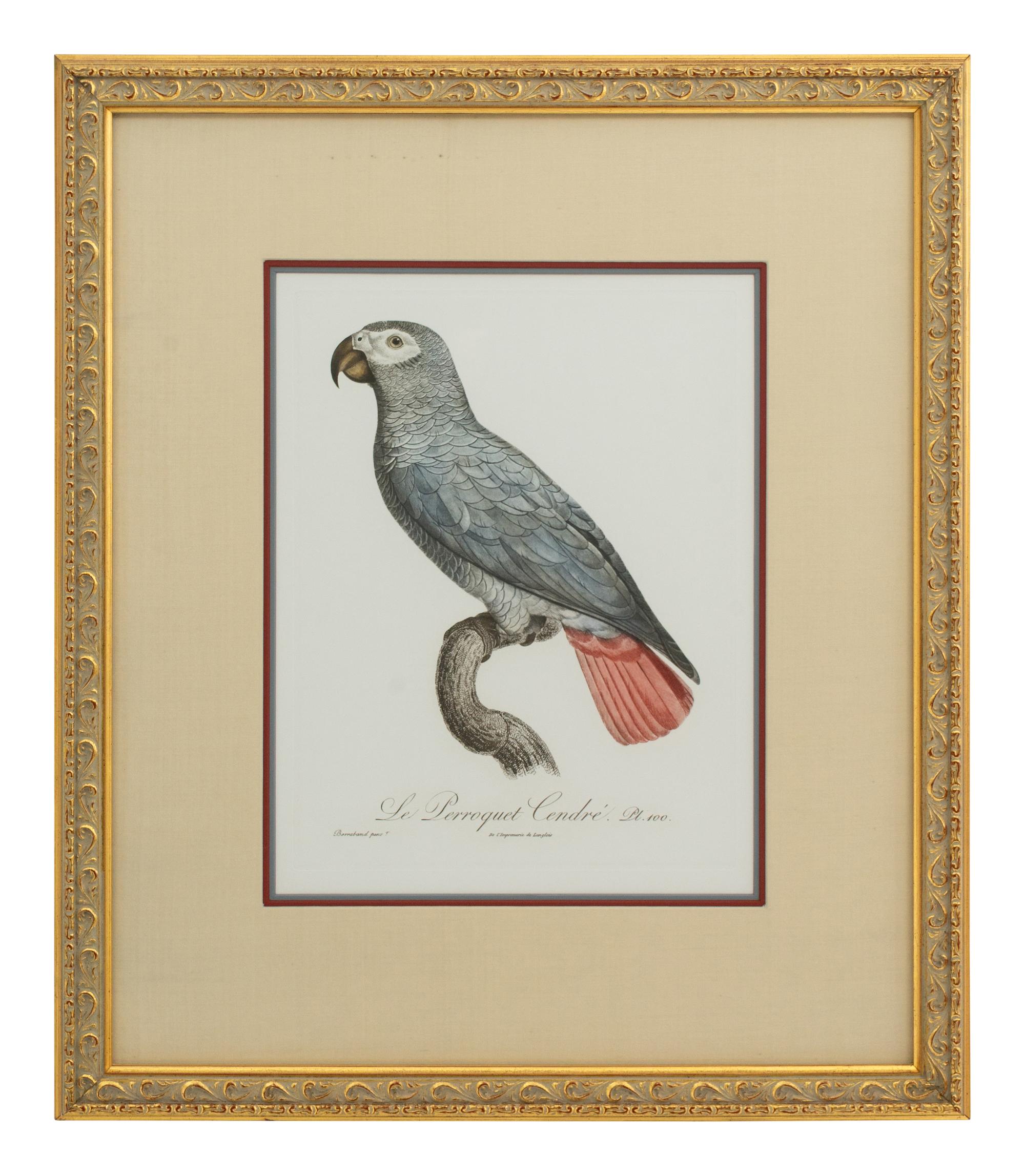 A Set of Five John Gould Naturalist Prints and an Associated Parrot Print