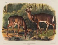 AUDUBON, John James (1785-1851), after Red-breasted Morganser (Plate CCCCI). Mergus Serrator . -- Common or Virginian Deer (Plate CXXXVI). Cervus Virginianus . -- The Jaguar (Plate CI). Felis Onca .--Spotted Grous (Plate CLXXVI). Tetrao Canadensis . -- Raccoon (Plate LXI). Procyon Lotor .