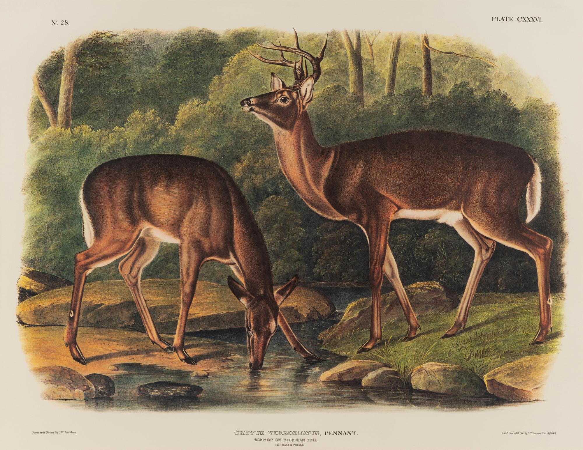 AUDUBON, John James (1785-1851), after Red-breasted Morganser (Plate CCCCI). Mergus Serrator . -- Common or Virginian Deer (Plate CXXXVI). Cervus Virginianus . -- The Jaguar (Plate CI). Felis Onca .--Spotted Grous (Plate CLXXVI). Tetrao Canadensis . -- Raccoon (Plate LXI). Procyon Lotor .