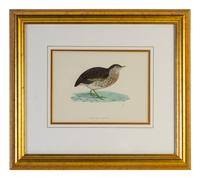 A Group of Twelve Framed Ornithological Prints