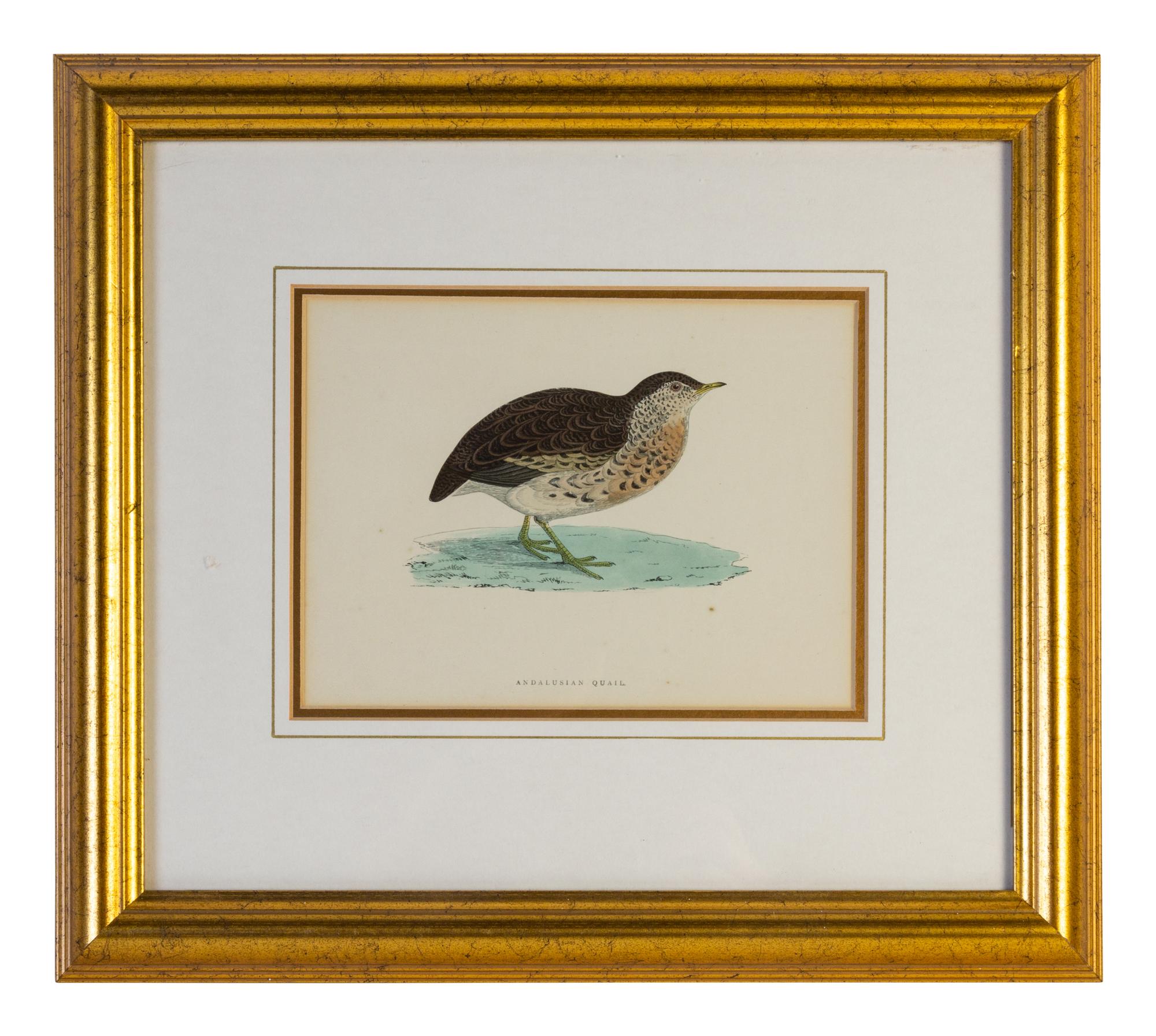 A Group of Twelve Framed Ornithological Prints