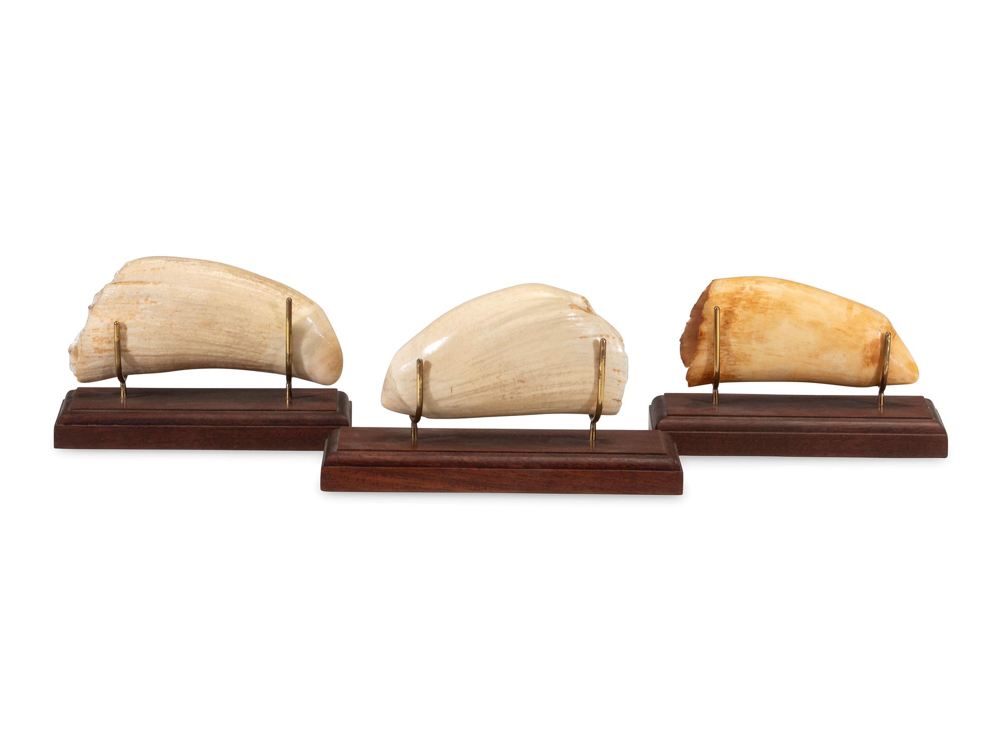 Three Scrimshaw Whale's Teeth