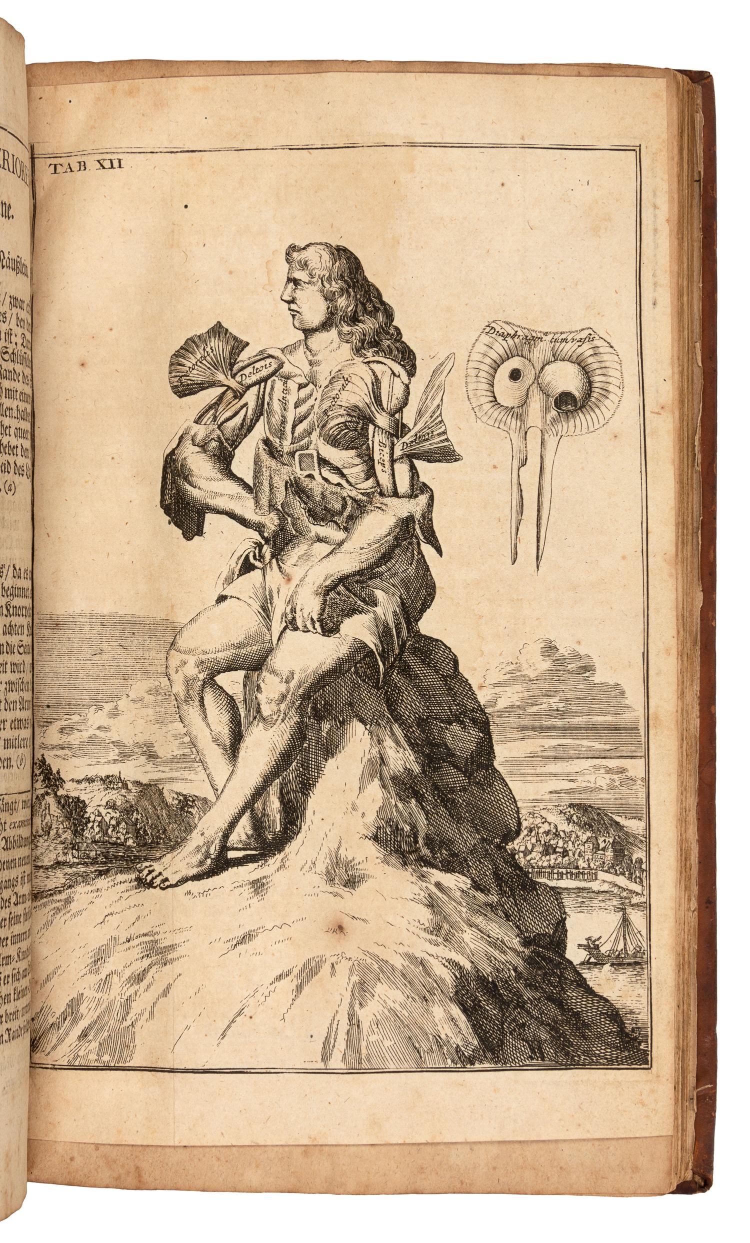BROWNE, John (1642-1700). Verteutschte neue Beschreibung derer in dem menschlichen Coerperefindlichen Musculen. Berlin, 1704.