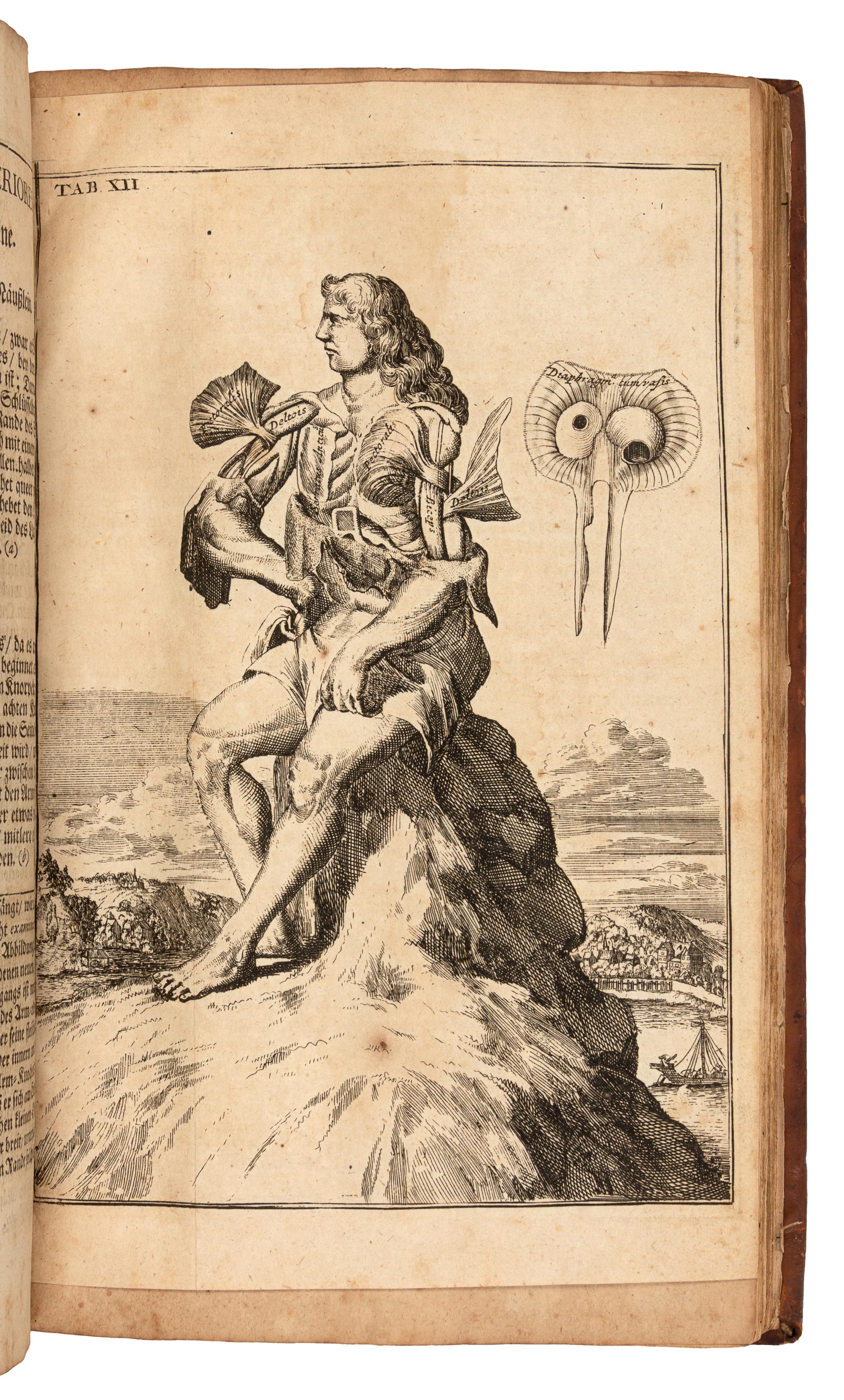 BROWNE, John (1642-1700). Verteutschte neue Beschreibung derer in dem menschlichen Coerperefindlichen Musculen. Berlin, 1704.