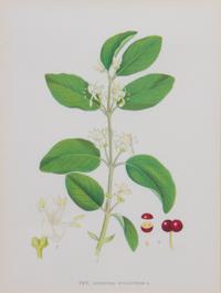 A Collection of Handcolored Botanical Engravings Height of largest frame 14 1/4 x width 12 1/4 inches.